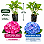 Kit 2 Muda de Hortênsia Azul e Rosa – Clonada - Imagem 2