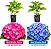 Kit 2 Muda de Hortênsia Azul e Rosa – Clonada - Imagem 1