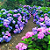 Kit 2 Muda de Hortênsia Azul e Rosa – Clonada - Imagem 4