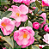 Muda de Camélia Japônica Rosa Carregadeira – Clonada - Imagem 3