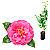 Muda de Camélia Rosa – Clonada - Imagem 1