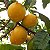 Muda Abio Amarelo (Pouteria caimito) - Imagem 2