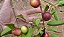 Muda de Camu Camu - Imagem 3