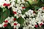 Muda da Flor Lágrima de Cristo Branca - Clerodendron Thomsoniae - Imagem 1