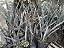 Muda de Palmeira Azul - Bismarckia Nobilis - Imagem 2