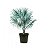 Muda de Palmeira Azul - Bismarckia Nobilis - Imagem 1