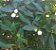 Muda Frutinha de Leite ( Cordia taguahyensis ) - Imagem 2