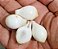 Muda Frutinha de Leite ( Cordia taguahyensis ) - Imagem 4