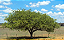 Muda Umbu Fruteira da Caatinga - Imagem 4