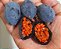 Muda Maracujá Doce Azul-Polpa Laranja ( Passiflora morifolia ) - Imagem 2