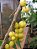 Muda Groselha da India Ou Star Gooseberry-Produz em Vaso - Imagem 3