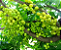 Muda Groselha da India Ou Star Gooseberry-Produz em Vaso - Imagem 4