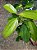 Muda de Canela da Índia ou  caneleira do ceilão (Cinnamomum zeylanicum) - Imagem 3