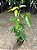 Muda de Canela da Índia ou  caneleira do ceilão (Cinnamomum zeylanicum) - Imagem 2