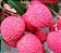 Muda Lichia Kwai Mai Pink para Climas Quentes (Litchi chinensis) - Para Climas Tropical - Imagem 2