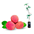 Muda Lichia Kwai Mai Pink para Climas Quentes (Litchi chinensis) - Para Climas Tropical - Imagem 1