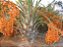 Muda de Tamareira das Canárias GRANDE - Phoenix Canariensis(do Egito) - Imagem 3