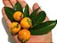 Muda cereja Amarela ou Do serrado ( Eugenia heringeriana ) - Imagem 2