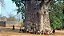 Muda De Baobá Africano - Adansonia Digitata - Imagem 4