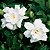 Muda Jasmim do Cabo (Gardenia jasminoides) - Imagem 1