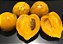 Muda Mangostão Amarelo - (Garcinia Cochinchinensis) - Imagem 2