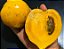 Muda Mangostão Amarelo - (Garcinia Cochinchinensis) - Imagem 1