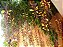 Muda Sapatinho de Judia (Thunbergia mysorensis) - Imagem 3