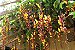 Muda Sapatinho de Judia (Thunbergia mysorensis) - Imagem 2