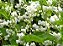 Mudas De Amor-Agarradinho Branco (Antigonon Leptopus) - Imagem 1
