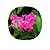 muda Amor Agarradinho Rosa  Feita de estaca - Imagem 2