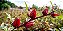 Muda  Hibisco  de chá da India Medicinal - Imagem 2
