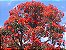 muda Eucalipto de Flores Vermelhas - Eucalyptus ptychocarpa - Imagem 2