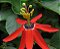 Muda Passiflora Vermelho - Passiflora racemosa - Imagem 1