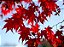 Muda Acer Palmatum ou Momiji - Cor Outonal Vermelha - Imagem 1