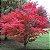 Muda Acer Palmatum ou Momiji - Cor Outonal Vermelha - Imagem 3