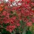 Muda Acer Palmatum ou Momiji - Cor Outonal Vermelha - Imagem 4