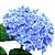 kit 8 Muda HORTÊNCIA (Hydrangea macrophylla) - Imagem 4