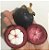 Muda Mangostão ou Mangostim - Roxo Verdadeiro - Imagem 3