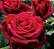 Muda Rosa Vermelho escuro  Enxertada - Imagem 1