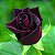 Muda Rosa Principe  Negro Enxertada Preste a dar flor - Imagem 2