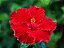 Muda Hibisco Hibiscus Vermelho - Prestes a dar flor - Imagem 1