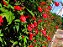 Muda Hibisco Hibiscus Vermelho - Prestes a dar flor - Imagem 3