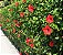 Muda Hibisco Hibiscus Vermelho - Prestes a dar flor - Imagem 4