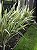 Muda Formio Variegata  (Phormium tenax Variegata) Pote 3 litros - Imagem 2