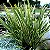 Muda Formio Variegata  (Phormium tenax Variegata) Pote 3 litros - Imagem 1