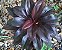 Muda Dracena Baby - Imagem 1
