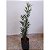 kit 5 Muda Podocarpos  60cm - Podocarpus Macrophyllus - Imagem 4