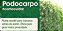 kit 5 Muda Podocarpos  60cm - Podocarpus Macrophyllus - Imagem 3