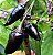 Muda Pimenta Preta  Hungara Black - Imagem 1
