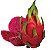 Muda  Pitaya vermelha Promoção- 6 estaca - Imagem 1